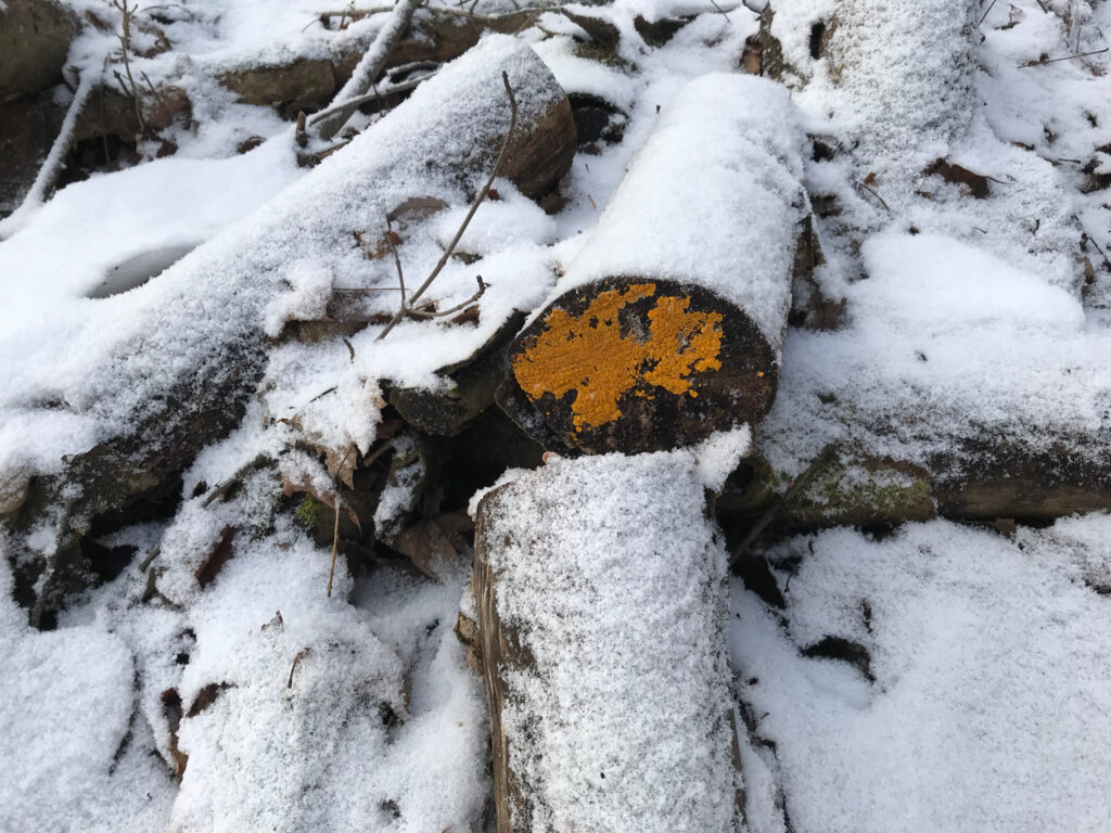 Cup fungus on cut log end, 4 December 2018