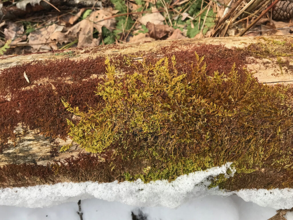 Contrasting moss colors, 2 April 2019