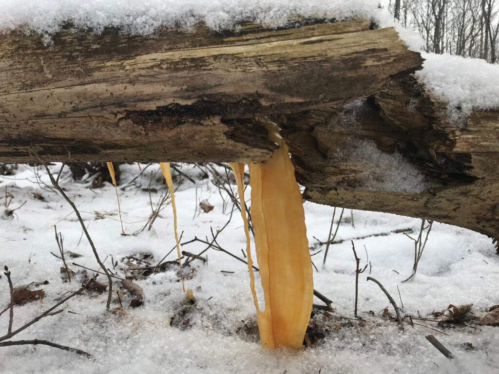 Decaying log stained water draining through it to create a dark yellow icicle