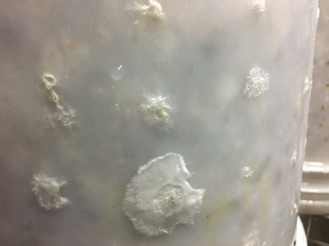 Phoenix oyster (Pleurotus pulmonarius) mycelium growing out of holes in the inner bucket.